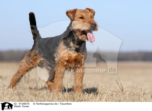 Welsh Terrier / IF-08678