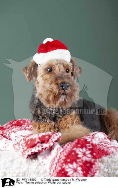 Welsh Terrier zwischen Weihnachtsdeko / MW-14500
