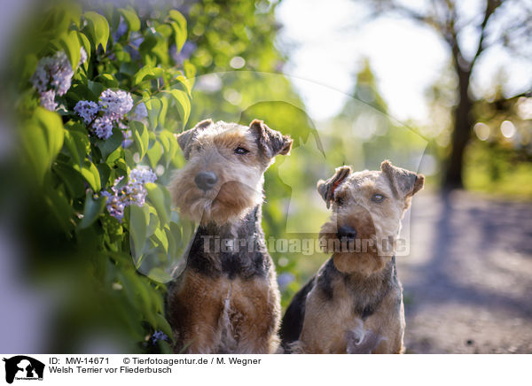 Welsh Terrier vor Fliederbusch / MW-14671