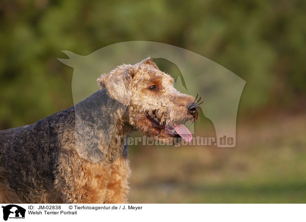 Welsh Terrier Portrait / JM-02838