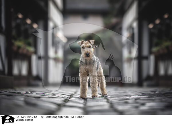 Welsh Terrier / Welsh Terrier / MAH-04242