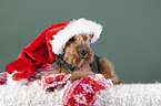 Welsh Terrier zwischen Weihnachtsdeko