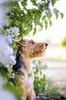 Welsh Terrier vor Fliederbusch