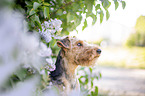 Welsh Terrier vor Fliederbusch