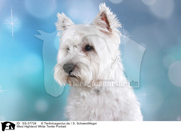 West Highland White Terrier Portrait / West Highland White Terrier Portrait / SS-37726