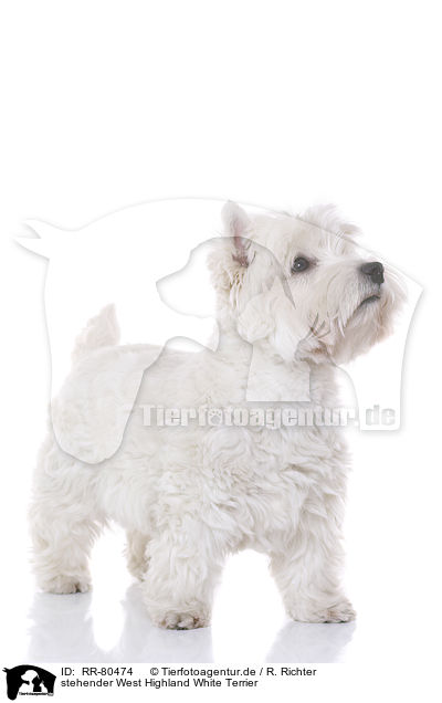 stehender West Highland White Terrier / RR-80474