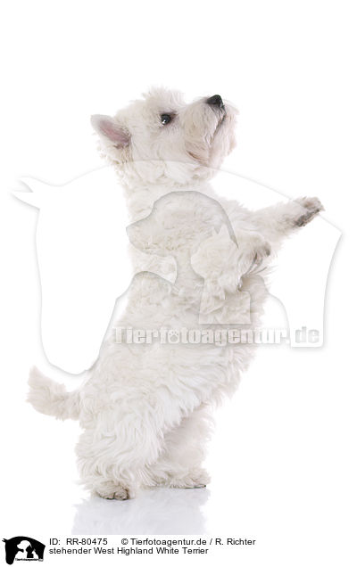 stehender West Highland White Terrier / RR-80475