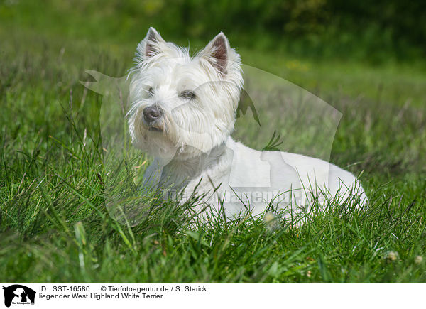 liegender West Highland White Terrier / SST-16580