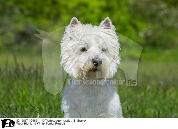 West Highland White Terrier Portrait / SST-16583