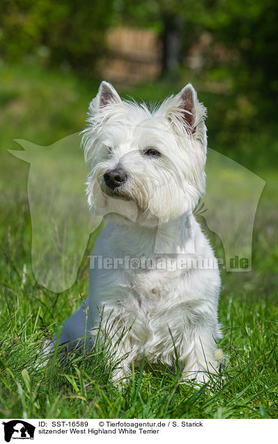 sitzender West Highland White Terrier / SST-16589
