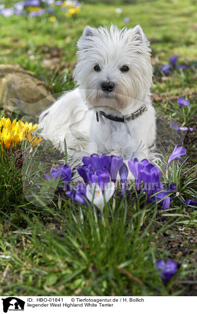 liegender West Highland White Terrier / HBO-01841