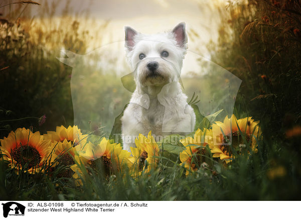 sitzender West Highland White Terrier / ALS-01098