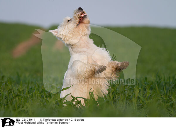 West Highland White Terrier im Sommer / CB-01011