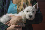 West Highland White Terrier mit Frau