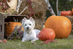 West Highland White Terrier im Herbst