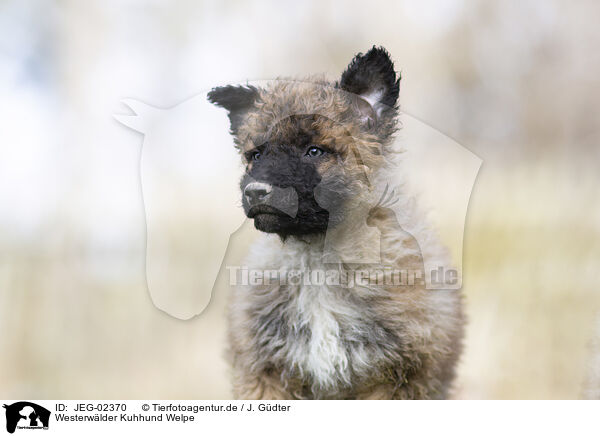 Westerwlder Kuhhund Welpe / JEG-02370