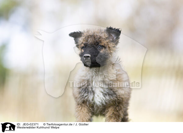 Westerwlder Kuhhund Welpe / JEG-02371