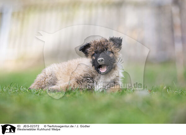 Westerwlder Kuhhund Welpe / JEG-02372