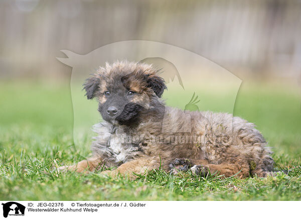 Westerwlder Kuhhund Welpe / JEG-02376