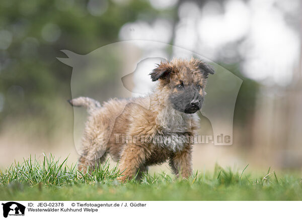 Westerwlder Kuhhund Welpe / JEG-02378