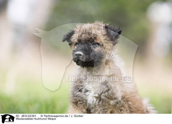 Westerwlder Kuhhund Welpe / JEG-02381