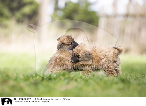 Westerwlder Kuhhund Welpen / JEG-02382