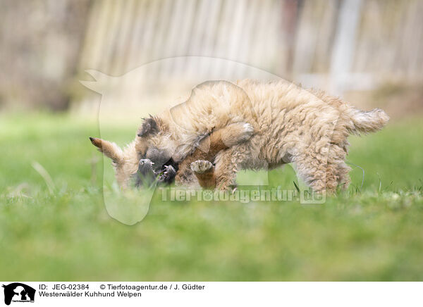 Westerwlder Kuhhund Welpen / JEG-02384