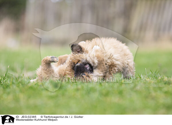 Westerwlder Kuhhund Welpen / JEG-02385