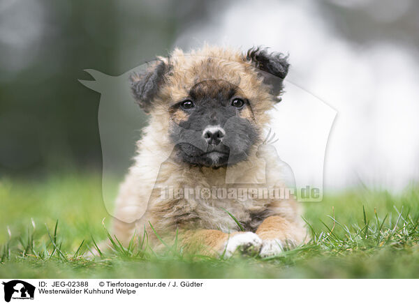 Westerwlder Kuhhund Welpe / JEG-02388