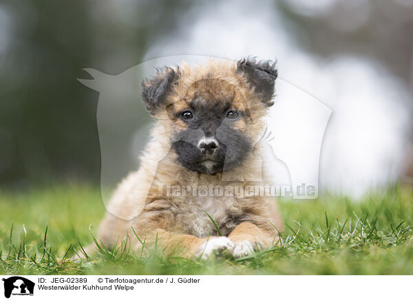 Westerwlder Kuhhund Welpe / JEG-02389