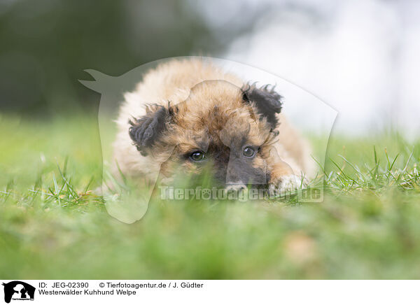 Westerwlder Kuhhund Welpe / JEG-02390