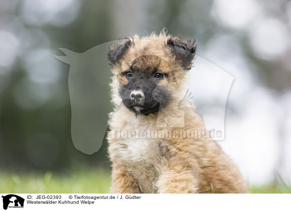Westerwlder Kuhhund Welpe / JEG-02393