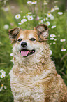 Westerwlder Kuhhund Portrait