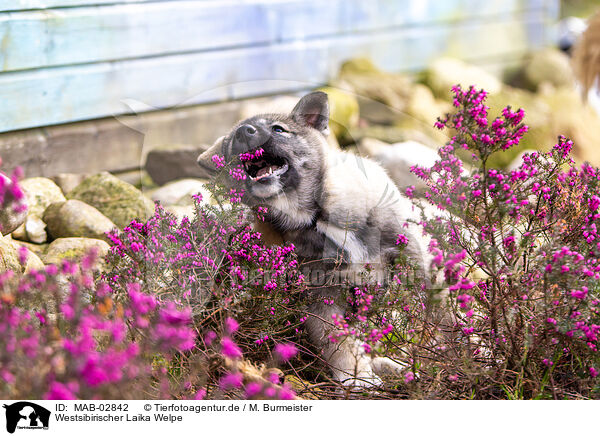 Westsibirischer Laika Welpe / West Siberian Laika Puppy / MAB-02842