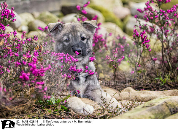 Westsibirischer Laika Welpe / West Siberian Laika Puppy / MAB-02844