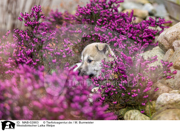 Westsibirischer Laika Welpe / West Siberian Laika Puppy / MAB-02863