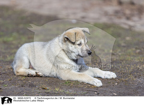 Westsibirischer Laika Welpe / West Siberian Laika Puppy / MAB-02870