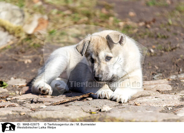 Westsibirischer Laika Welpe / West Siberian Laika Puppy / MAB-02875