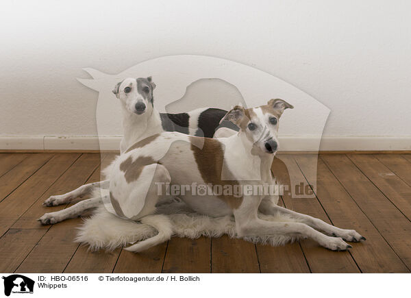 Whippets / HBO-06516