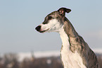 Whippet Portrait