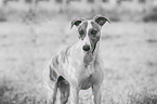 Whippet