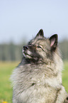 Wolfsspitz Portrait