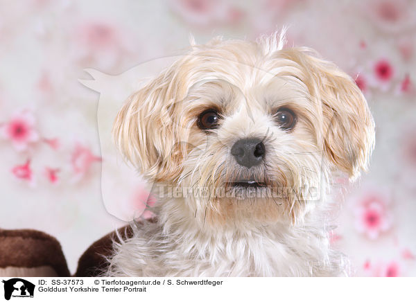 Golddust Yorkshire Terrier Portrait / Golddust Yorkshire Terrier Portrait / SS-37573