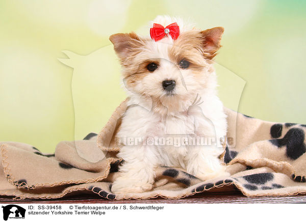 sitzender Yorkshire Terrier Welpe / sitting Yorkshire Terrier Puppy / SS-39458