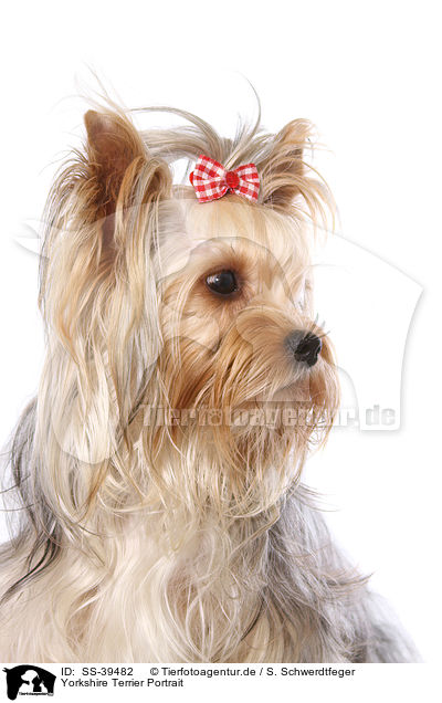 Yorkshire Terrier Portrait / Yorkshire Terrier Portrait / SS-39482