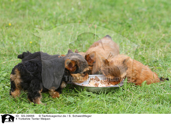 4 Yorkshire Terrier Welpen / 4 Yorkshire Terrier Puppies / SS-39666
