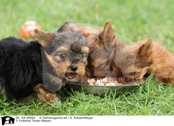 3 Yorkshire Terrier Welpen / 3 Yorkshire Terrier Puppies / SS-39669