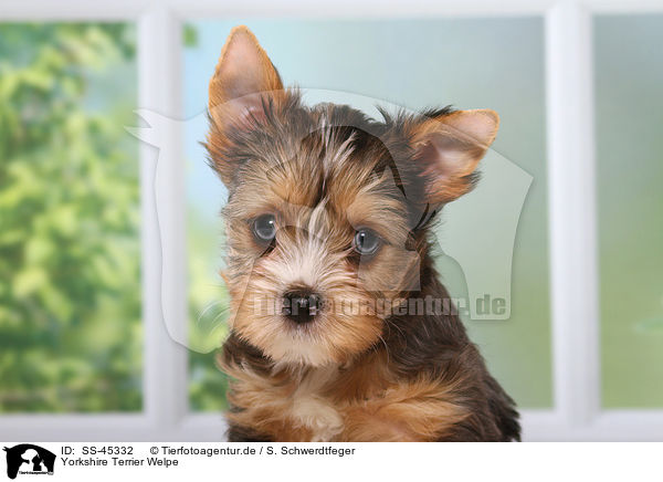 Yorkshire Terrier Welpe / Yorkshire Terrier Puppy / SS-45332