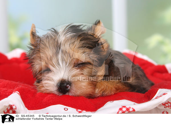schlafender Yorkshire Terrier Welpe / sleeping Yorkshire Terrier Puppy / SS-45345