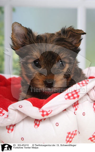Yorkshire Terrier Welpe / Yorkshire Terrier Puppy / SS-45410